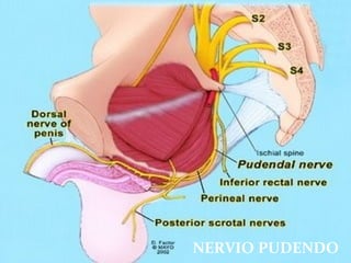 NERVIO PUDENDO
 