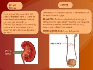 Es un segmento ensanchado del
aparato excretor, tiene la forma de
un embudo aplanado que mide de
20-25 mm de altura. Es la
continuación de los cálices mayores;
y se encuentra situada en el seno
renal y en parte por fuera del seno y
del hilio
Es un segmento ensanchado del
aparato excretor, tiene la forma de
un embudo aplanado que mide de
20-25 mm de altura. Es la
continuación de los cálices mayores;
y se encuentra situada en el seno
renal y en parte por fuera del seno y
del hilio
PELVIS
RENAL
PELVIS
RENAL
Es un conducto largo que sigue a la pelvis renal y se
extiende hasta la vejiga.
TRAYECTO: Se desprende desde el vértice de la
pelvis de dirige hacia abajo y adentro sobre la pared
abdominal posterior y cruza los vasos iliacos y
desemboca en la cavidad vesical.
DIMENSIONES: Mide 25cm de longitud
Es un conducto largo que sigue a la pelvis renal y se
extiende hasta la vejiga.
TRAYECTO: Se desprende desde el vértice de la
pelvis de dirige hacia abajo y adentro sobre la pared
abdominal posterior y cruza los vasos iliacos y
desemboca en la cavidad vesical.
DIMENSIONES: Mide 25cm de longitud
URÉTERURÉTER
Pelvis
Renal
 
