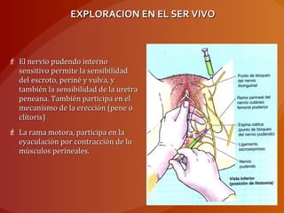 EXPLORACION EN EL SER VIVOEXPLORACION EN EL SER VIVO
 El nervio pudendo internoEl nervio pudendo interno
sensitivo permite la sensibilidadsensitivo permite la sensibilidad
del escroto, periné y vulva, ydel escroto, periné y vulva, y
también la sensibilidad de la uretratambién la sensibilidad de la uretra
peneana. También participa en elpeneana. También participa en el
mecanismo de la erección (pene omecanismo de la erección (pene o
clítoris)clítoris)
 La rama motora, participa en laLa rama motora, participa en la
eyaculación por contracción de loeyaculación por contracción de lo
músculos perineales.músculos perineales.
 