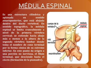 Es una estructura cilíndrica y
aplanada en sentido
anteroposterior, que está alojada
dentro del ducto vertebral. En
sentido topográfico, la médula
espinal se limita cranealmente a
nivel de la primera vértebra
cervical; se extiende hacia abajo
más o menos a la altura de la
segunda vértebra lumbar donde
toma el nombre de cono terminal
por la forma cónica de su extremo
inferior. En este punto da origen a
una porción no nerviosa, el filum
terminal, que desciende hasta el
cóccix (formación de la piamadre).
MÉDULA ESPINAL
 