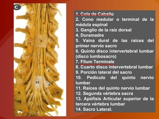 1. Cola de Caballo
2. Cono medular o terminal de la
médula espinal
3. Ganglio de la raíz dorsal
4. Duramadre
5. Vaina dural de las raíces del
primer nervio sacro
6. Quinto disco intervertebral lumbar
(disco lumbosacro)
7. Filum Terminale
8. Cuarto disco intervertebral lumbar
9. Porción lateral del sacro
10. Pedículo del quinto nervio
lumbar
11. Raíces del quinto nervio lumbar
12. Segunda vértebra sacra
13. Apófisis Articular superior de la
tercera vértebra lumbar
14. Sacro Lateral.
 