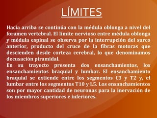Hacia arriba se continúa con la médula oblonga a nivel del
foramen vertebral. El límite nervioso entre médula oblonga
y médula espinal se observa por la interrupción del surco
anterior, producto del cruce de la fibras motoras que
descienden desde corteza cerebral, lo que denominamos
decusación piramidal.
En su trayecto presenta dos ensanchamientos, los
ensanchamientos braquial y lumbar. El ensanchamiento
braquial se extiende entre los segmentos C3 y T2 y, el
lumbar entre los segmentos T10 y L5. Los ensanchamientos
son por mayor cantidad de neuronas para la inervación de
los miembros superiores e inferiores.
LÍMITES
 