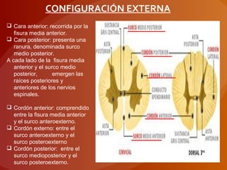 CONFIGURACIÓN EXTERNA
 Cara anterior: recorrida por la
fisura media anterior.
 Cara posterior: presenta una
ranura, denominada surco
medio posterior.
A cada lado de la fisura media
anterior y el surco medio
posterior, emergen las
raíces posteriores y
anteriores de los nervios
espinales.
 Cordón anterior: comprendido
entre la fisura media anterior
y el surco anteroexterno.
 Cordón externo: entre el
surco anteroexterno y el
surco posteroexterno
 Cordón posterior: entre el
surco medioposterior y el
surco posteroexterno.
 