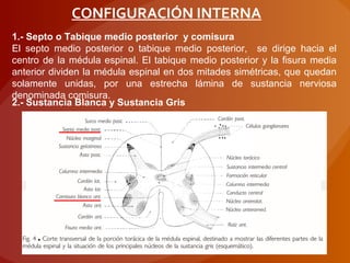 CONFIGURACIÓN INTERNA
1.- Septo o Tabique medio posterior y comisura
El septo medio posterior o tabique medio posterior, se dirige hacia el
centro de la médula espinal. El tabique medio posterior y la fisura media
anterior dividen la médula espinal en dos mitades simétricas, que quedan
solamente unidas, por una estrecha lámina de sustancia nerviosa
denominada comisura.
2.- Sustancia Blanca y Sustancia Gris
 