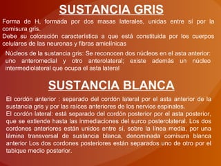 SUSTANCIA GRIS
Forma de H, formada por dos masas laterales, unidas entre sí por la
comisura gris.
Debe su coloración característica a que está constituida por los cuerpos
celulares de las neuronas y fibras amielínicas
Núcleos de la sustancia gris: Se reconocen dos núcleos en el asta anterior:
uno anteromedial y otro anterolateral; existe además un núcleo
intermediolateral que ocupa el asta lateral
SUSTANCIA BLANCA
El cordón anterior : separado del cordón lateral por el asta anterior de la
sustancia gris y por las raíces anteriores de los nervios espinales.
El cordón lateral: está separado del cordón posterior por el asta posterior,
que se extiende hasta las inmediaciones del surco posterolateral. Los dos
cordones anteriores están unidos entre sí, sobre la línea media, por una
lámina transversal de sustancia blanca, denominada comisura blanca
anterior Los dos cordones posteriores están separados uno de otro por el
tabique medio posterior.
 
