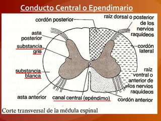 Conducto Central o Ependimario
 