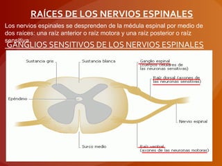 RAÍCES DE LOS NERVIOS ESPINALES
Los nervios espinales se desprenden de la médula espinal por medio de
dos raíces: una raíz anterior o raíz motora y una raíz posterior o raíz
sensitiva.
GANGLIOS SENSITIVOS DE LOS NERVIOS ESPINALES
 