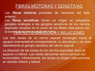 FIBRAS MOTORAS Y SENSITIVAS
Las fibras motoras proceden de neuronas del asta
anterior.
Las fibras sensitivas tienen su origen en pequeños
ganglios análogos a los ganglios sensitivos de los nervios
espinales situados en la unión de los filetes radiculares con
el tronco de la raíz espinal del nervio.TRAYECTO, DIRECCIÓN Y RELACIONES
Las dos raíces de un nervio espinal convergen hacia el
agujero intervertebral correspondiente, lo atraviesan y se unen
lateralmente al ganglio sensitivo del nervio espinal.
La dirección de las raíces de los nervios espinales varía de
superior a inferior. Las raíces del primer nervio cervical son
horizontales. Inferiormente, las raíces se dirigen oblicuamente
en sentido inferior y lateral.
 
