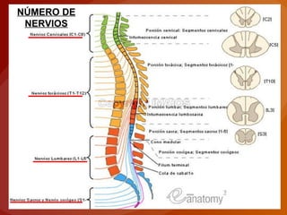 NÚMERO DE
NERVIOS
 