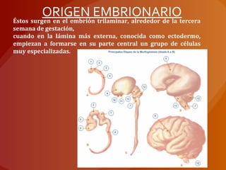 Éstos surgen en el embrión trilaminar, alrededor de la tercera
semana de gestación,
cuando en la lámina más externa, conocida como ectodermo,
empiezan a formarse en su parte central un grupo de células
muy especializadas.
ORIGEN EMBRIONARIO
 