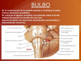 Es la continuación de la médula espinal y constituye la parte
inferior del tronco encefálico
Se inicia en el agujero occipital y se extiende hasta el borde
inferior del puente de Varolio de casi 3cm.
Aquí se localizan los fascículos ascendentes (sensoriales) y
descendentes (motores).
BULBO
Bulbo
 