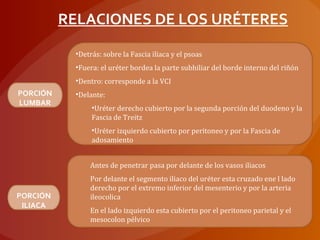 •Detrás: sobre la Fascia iliaca y el psoas
•Fuera: el uréter bordea la parte subhiliar del borde interno del riñón
•Dentro: corresponde a la VCI
•Delante:
•Uréter derecho cubierto por la segunda porción del duodeno y la
Fascia de Treitz
•Uréter izquierdo cubierto por peritoneo y por la Fascia de
adosamiento
PORCIÓN
LUMBAR
Antes de penetrar pasa por delante de los vasos iliacos
Por delante el segmento iliaco del uréter esta cruzado ene l lado
derecho por el extremo inferior del mesenterio y por la arteria
ileocolica
En el lado izquierdo esta cubierto por el peritoneo parietal y el
mesocolon pélvico
PORCIÓN
ILIACA
RELACIONES DE LOS URÉTERES
 