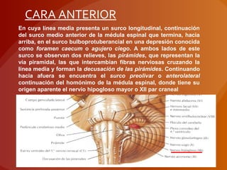 En cuya línea media presenta un surco longitudinal, continuación
del surco medio anterior de la médula espinal que termina, hacia
arriba, en el surco bulboprotuberancial en una depresión conocida
como foramen caecum o agujero ciego. A ambos lados de este
surco se observan dos relieves, las pirámides, que representan la
vía piramidal, las que intercambian fibras nerviosas cruzando la
línea media y forman la decusación de las pirámides. Continuando
hacia afuera se encuentra el surco preolivar o anterolateral
continuación del homónimo de la médula espinal, donde tiene su
origen aparente el nervio hipogloso mayor o XII par craneal
CARA ANTERIOR
 