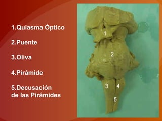 1.Quiasma Óptico
2.Puente
3.Oliva
4.Pirámide
5.Decusación
de las Pirámides
 