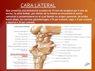 Que presenta una eminencia ovoidea de 15 mm de longitud por 4 mm de
ancho, la oliva bulbar, por detrás de la misma se encuentra el surco
retrolivar o posterolateral en el cual tienen su origen aparente, de arriba
hacia abajo, los nervios glosofaríngeo o IX par craneal, vago o X par craneal
y espinal o XI par craneal.
CARA LATERAL
 