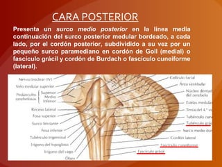 Presenta un surco medio posterior en la línea media
continuación del surco posterior medular bordeado, a cada
lado, por el cordón posterior, subdividido a su vez por un
pequeño surco paramediano en cordón de Goll (medial) o
fascículo grácil y cordón de Burdach o fascículo cuneiforme
(lateral).
CARA POSTERIOR
 