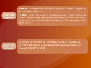 •HOMBRE: el uréter derecho desciende delante de la arteria hipogástrica
y el izquierdo por detrás
•MUJER: el uréter con la arteria hipogástrica forma el limite posterior de
la fosita ovárica, luego abandona la pared pélvica y se introduce bajo el
mesometrio luego hacia el istmo del útero y termina penetrando en la
pared vesical
PORCIÓN
PÉLVICA
Los orificios vesicales de los uréteres ocupan los ángulos
laterales del trígono de Lieutaud bordeados por arriba por
mucosa vesical y uretral
PORCIÓN
VESICAL
 