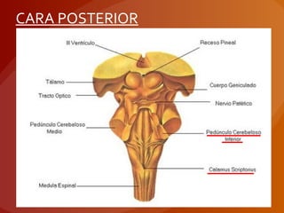 CARA POSTERIOR
 