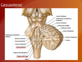 Cara posterior
 