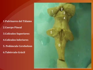 1.Pulvinares del Tálamo
2.Cuerpo Pineal
3.Colículos Superiores
4.Colículos Inferiores
5. Pedúnculo Cerebeloso
6.Tubérculo Grácil
 