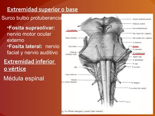 Extremidad superior o base
Surco bulbo protuberancial
•Fosita supraolivar:
nervio motor ocular
externo
•Fosita lateral: nervio
facial y nervio auditivo
Médula espinal
Extremidad inferior
o vértice
 