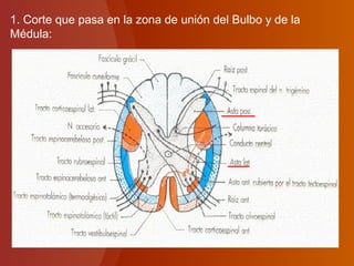 1. Corte que pasa en la zona de unión del Bulbo y de la
Médula:
 
