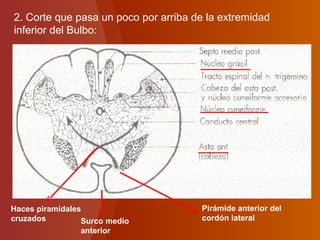 2. Corte que pasa un poco por arriba de la extremidad
inferior del Bulbo:
Surco medio
anterior
Pirámide anterior del
cordón lateral
Haces piramidales
cruzados
 