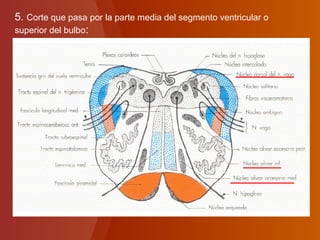 5. Corte que pasa por la parte media del segmento ventricular o
superior del bulbo:
 