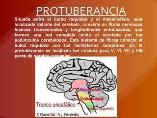 Situada entre el bulbo raquídeo y el mesencéfalo, está
localizada delante del cerebelo, consiste en fibras nerviosas
blancas transversales y longitudinales entrelazadas, que
forman una red compleja unida al cerebelo por los
pedúnculos cerebelosos. Este sistema de fibras conecta el
bulbo raquídeo con los hemisferios cerebrales. En la
protuberancia se localizan los núcleos para V, VI, VII y VIII
pares de nervios craneales
PROTUBERANCIA
 