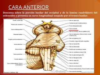 Descansa sobre la porción basilar del occipital y de la lámina cuadrilátera del
esfenoides y presenta un surco longitudinal ocupado por el tronco basilar.
CARA ANTERIOR
 