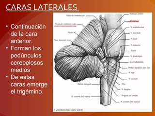 CARAS LATERALES
• Continuación
de la cara
anterior.
• Forman los
pedúnculos
cerebelosos
medios
• De estas
caras emerge
el trigémino
 