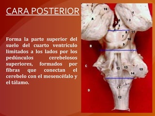 Forma la parte superior del
suelo del cuarto ventrículo
limitados a los lados por los
pedúnculos cerebelosos
superiores, formados por
fibras que conectan el
cerebelo con el mesencéfalo y
el tálamo.
CARA POSTERIOR
 