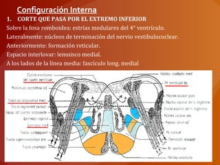 Configuración Interna
1. CORTE QUE PASA POR EL EXTREMO INFERIOR
Sobre la fosa romboidea: estrías medulares del 4° ventrículo.
Lateralmente: núcleos de terminación del nervio vestibulococlear.
Anteriormente: formación reticular.
Espacio interlovar: lemnisco medial.
A los lados de la línea media: fascículo long, medial
 