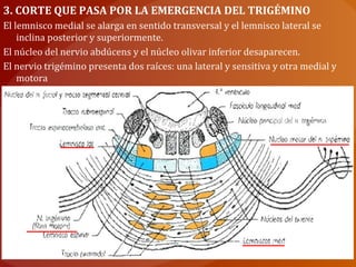 3. CORTE QUE PASA POR LA EMERGENCIA DEL TRIGÉMINO
El lemnisco medial se alarga en sentido transversal y el lemnisco lateral se
inclina posterior y superiormente.
El núcleo del nervio abdúcens y el núcleo olivar inferior desaparecen.
El nervio trigémino presenta dos raíces: una lateral y sensitiva y otra medial y
motora
 