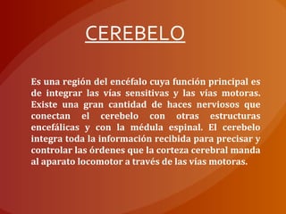 Es una región del encéfalo cuya función principal es
de integrar las vías sensitivas y las vías motoras.
Existe una gran cantidad de haces nerviosos que
conectan el cerebelo con otras estructuras
encefálicas y con la médula espinal. El cerebelo
integra toda la información recibida para precisar y
controlar las órdenes que la corteza cerebral manda
al aparato locomotor a través de las vías motoras.
CEREBELO
 