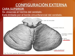 CONFIGURACIÓN EXTERNA
CARA SUPERIOR
Se observas el Vermis del cerebelo.
Está limitada por el borde circunferencial del cerebelo.
 