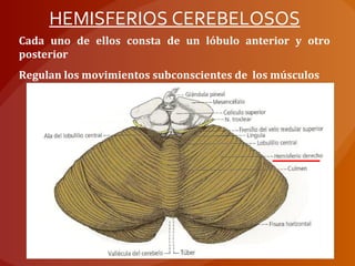 Cada uno de ellos consta de un lóbulo anterior y otro
posterior
Regulan los movimientos subconscientes de los músculos
HEMISFERIOS CEREBELOSOS
 