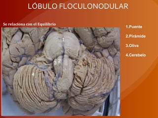 Se relaciona con el Equilibrio
1.Puente
2.Pirámide
3.Oliva
4.Cerebelo
LÓBULO FLOCULONODULAR
 