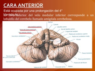 CARA ANTERIOR
Está ocupada por una prolongación del 4°
Ventrículo.La cara inferior del velo medular inferior corresponde a un
lobulillo del cerebelo llamado amígdala cerebelosa.
 