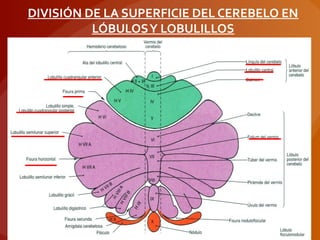DIVISIÓN DE LA SUPERFICIE DEL CEREBELO EN
LÓBULOSY LOBULILLOS
 