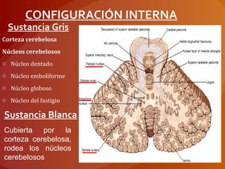 CONFIGURACIÓN INTERNA
Corteza cerebelosa
Núcleos cerebelosos
o Núcleo dentado
o Núcleo emboliforme
o Núcleo globoso
o Núcleo del fastigio
Sustancia Gris
Sustancia Blanca
Cubierta por la
corteza cerebelosa,
rodea los núcleos
cerebelosos
 