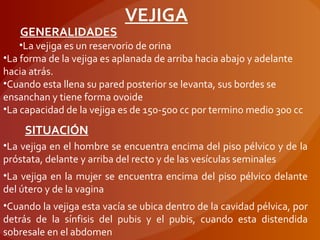VEJIGA
GENERALIDADES
SITUACIÓN
•La vejiga es un reservorio de orina
•La forma de la vejiga es aplanada de arriba hacia abajo y adelante
hacia atrás.
•Cuando esta llena su pared posterior se levanta, sus bordes se
ensanchan y tiene forma ovoide
•La capacidad de la vejiga es de 150-500 cc por termino medio 300 cc
•La vejiga en el hombre se encuentra encima del piso pélvico y de la
próstata, delante y arriba del recto y de las vesículas seminales
•La vejiga en la mujer se encuentra encima del piso pélvico delante
del útero y de la vagina
•Cuando la vejiga esta vacía se ubica dentro de la cavidad pélvica, por
detrás de la sínfisis del pubis y el pubis, cuando esta distendida
sobresale en el abdomen
 