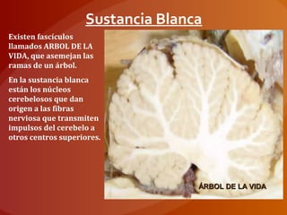 Existen fascículos
llamados ARBOL DE LA
VIDA, que asemejan las
ramas de un árbol.
En la sustancia blanca
están los núcleos
cerebelosos que dan
origen a las fibras
nerviosa que transmiten
impulsos del cerebelo a
otros centros superiores.
Sustancia Blanca
ÁRBOL DE LA VIDAÁRBOL DE LA VIDA
 