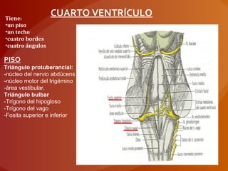 Tiene:
•un piso
•un techo
•cuatro bordes
•cuatro ángulos
CUARTO VENTRÍCULO
PISO
Triángulo protuberancial:
-núcleo del nervio abdúcens
-núcleo motor del trigémino
-área vestibular.
Triángulo bulbar
-Trígono del hipogloso
-Trígono del vago
-Fosita superior e inferior
 
