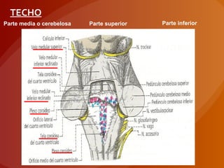 TECHO
Parte media o cerebelosa Parte superior Parte inferior
 