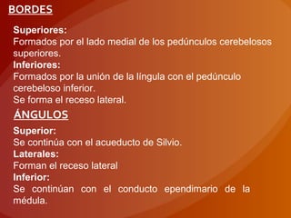 BORDES
Superiores:
Formados por el lado medial de los pedúnculos cerebelosos
superiores.
Inferiores:
Formados por la unión de la língula con el pedúnculo
cerebeloso inferior.
Se forma el receso lateral.
ÁNGULOS
Superior:
Se continúa con el acueducto de Silvio.
Laterales:
Forman el receso lateral
Inferior:
Se continúan con el conducto ependimario de la
médula.
 