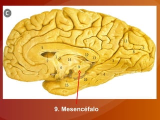 9. Mesencéfalo
 