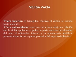 VEJIGA VACIA
Cara superior: es triangular, cóncava, el vértice se orienta
hacia adelante.
Cara anteroinferior: convexa, mira hacia abajo en relación
con la sínfisis pubiana, el pubis, la parte anterior del elevador
del ano, el obturador interno y la aponeurosis umbilical
prevesical que forma la pared posterior del espacio de Retzius.
 