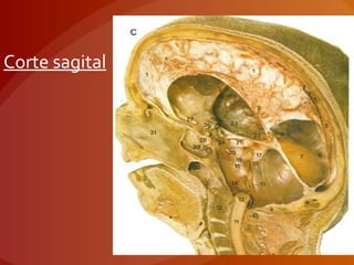 Corte sagital
 