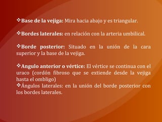 Base de la vejiga: Mira hacia abajo y es triangular.
Bordes laterales: en relación con la arteria umbilical.
Borde posterior: Situado en la unión de la cara
superior y la base de la vejiga.
Angulo anterior o vértice: El vértice se continua con el
uraco (cordón fibroso que se extiende desde la vejiga
hasta el ombligo)
Ángulos laterales: en la unión del borde posterior con
los bordes laterales.
 